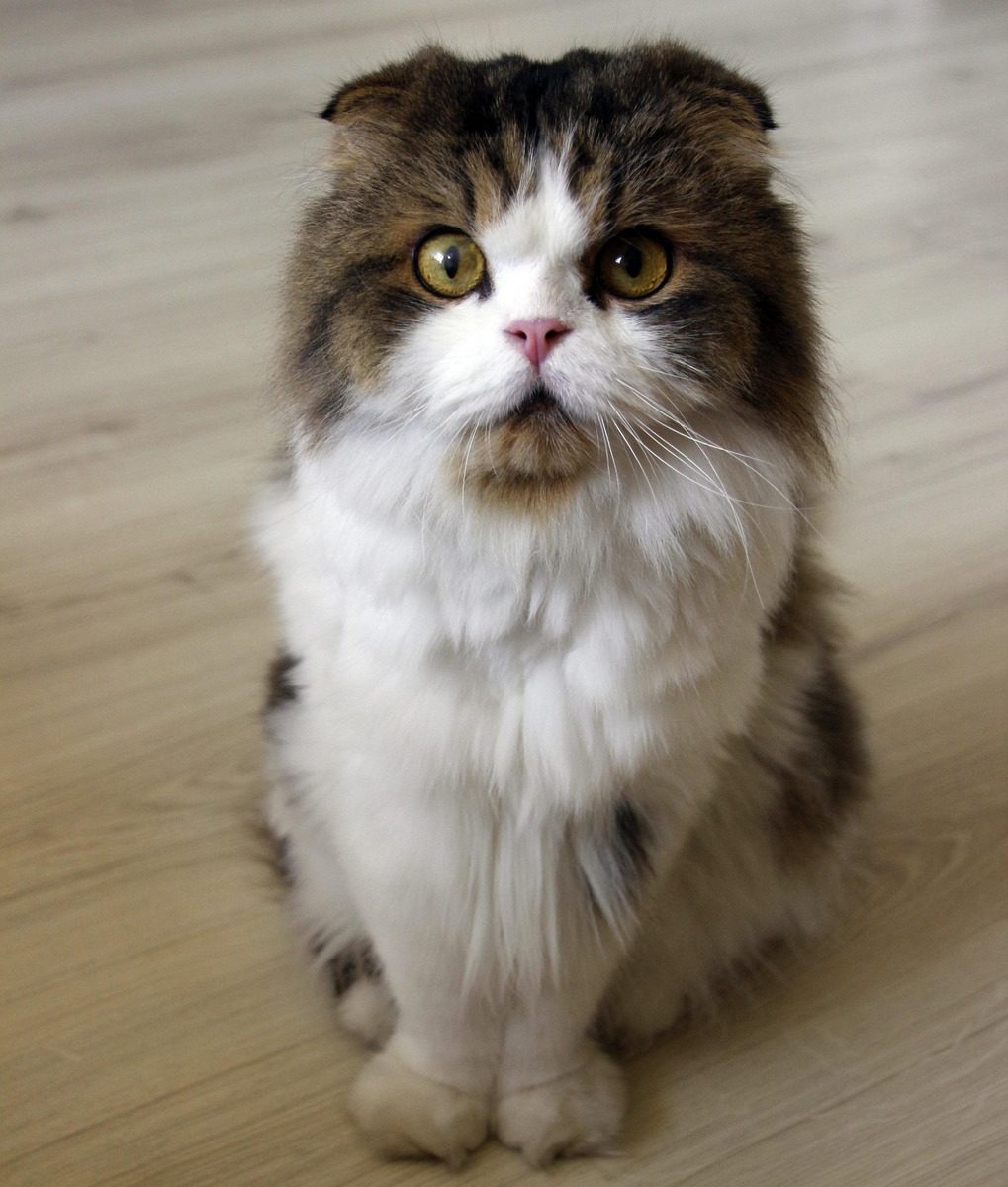 New Flooring Project