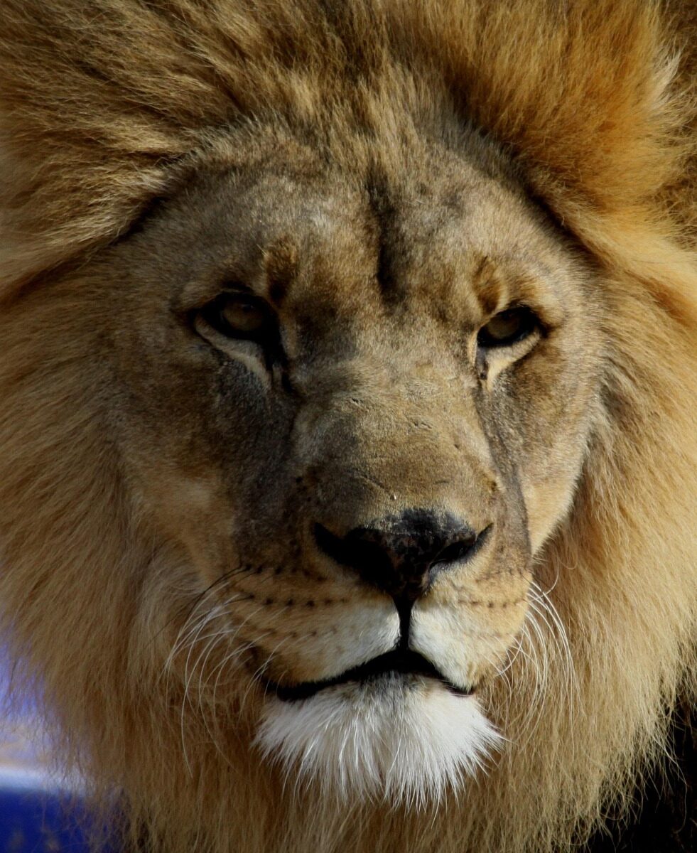 Who's Really in Charge? A Study of 2 Kings 19:20-37